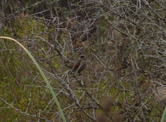 Agelaioides badius