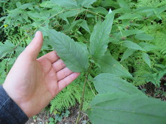 Helianthus glaucophyllus