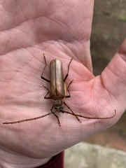 Ochrocydus huttoni