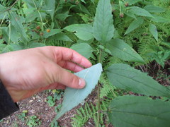 Helianthus glaucophyllus