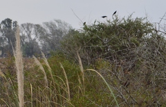 Agelaioides badius