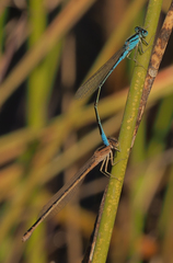 Pseudagrion assegaii