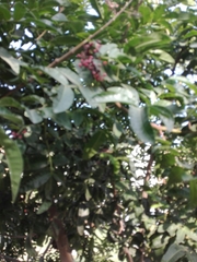 Schinus terebinthifolia