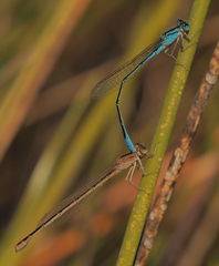 Pseudagrion assegaii