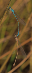 Pseudagrion assegaii