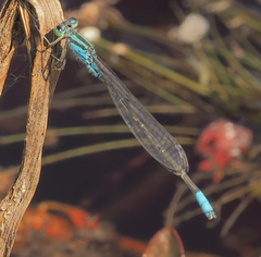 Pseudagrion coeleste