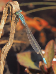 Pseudagrion coeleste