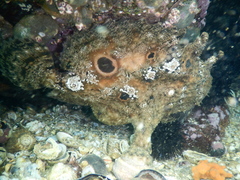 Fowlerichthys avalonis