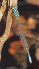 Pseudagrion coeleste