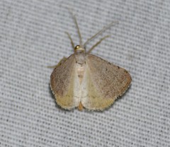 Taeniogramma tenebrosata