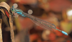 Pseudagrion coeleste
