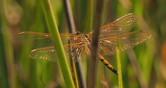 Trithemis monardi