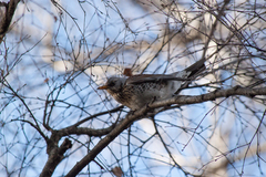 Turdus pilaris
