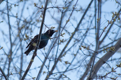 Sturnus vulgaris