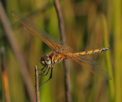 Trithemis monardi