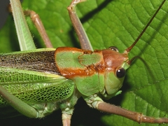 Calliphona alluaudi