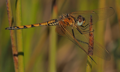 Trithemis monardi