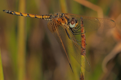 Trithemis monardi