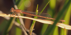 Ceriagrion katamborae