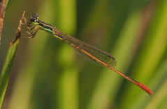 Agriocnemis exilis