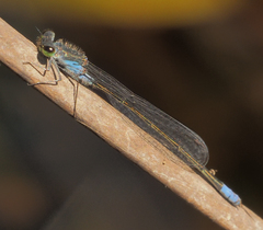 Pseudagrion deningi