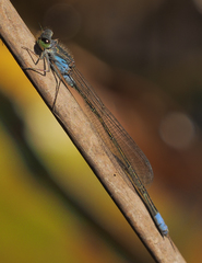 Pseudagrion deningi