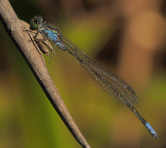 Pseudagrion deningi