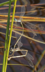 Lestes pinheyi