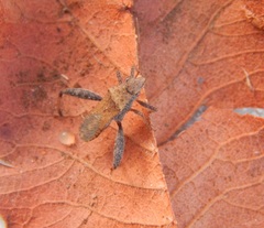 Heegeria tangirica