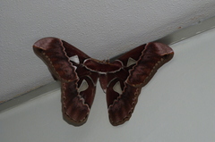 Rothschildia aurota