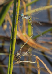 Lestes pinheyi