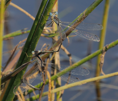 Lestes pinheyi