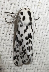 Hypercompe permaculata