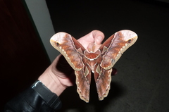 Rothschildia aurota