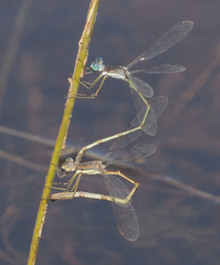 Lestes pinheyi