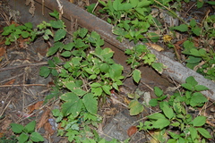 Acer negundo