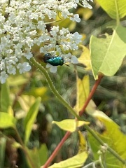 Euperilampus triangularis