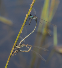 Lestes pinheyi