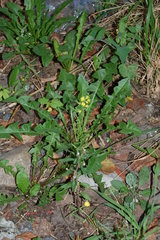 Taraxacum officinale
