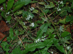 Berteroa incana