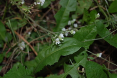 Berteroa incana