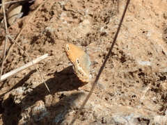 Coenonympha corinna