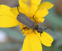 Epicauta fortis