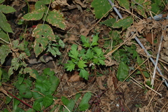 Artemisia vulgaris