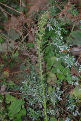 Artemisia vulgaris