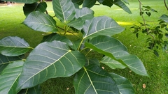 Ficus variegata