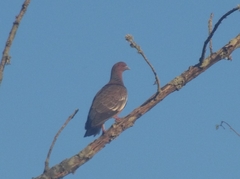 Patagioenas picazuro