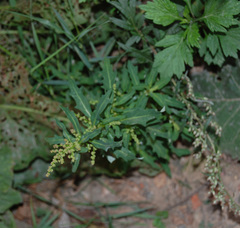 Oxybasis glauca