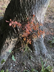Acer palmatum