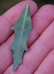 Oxybasis glauca